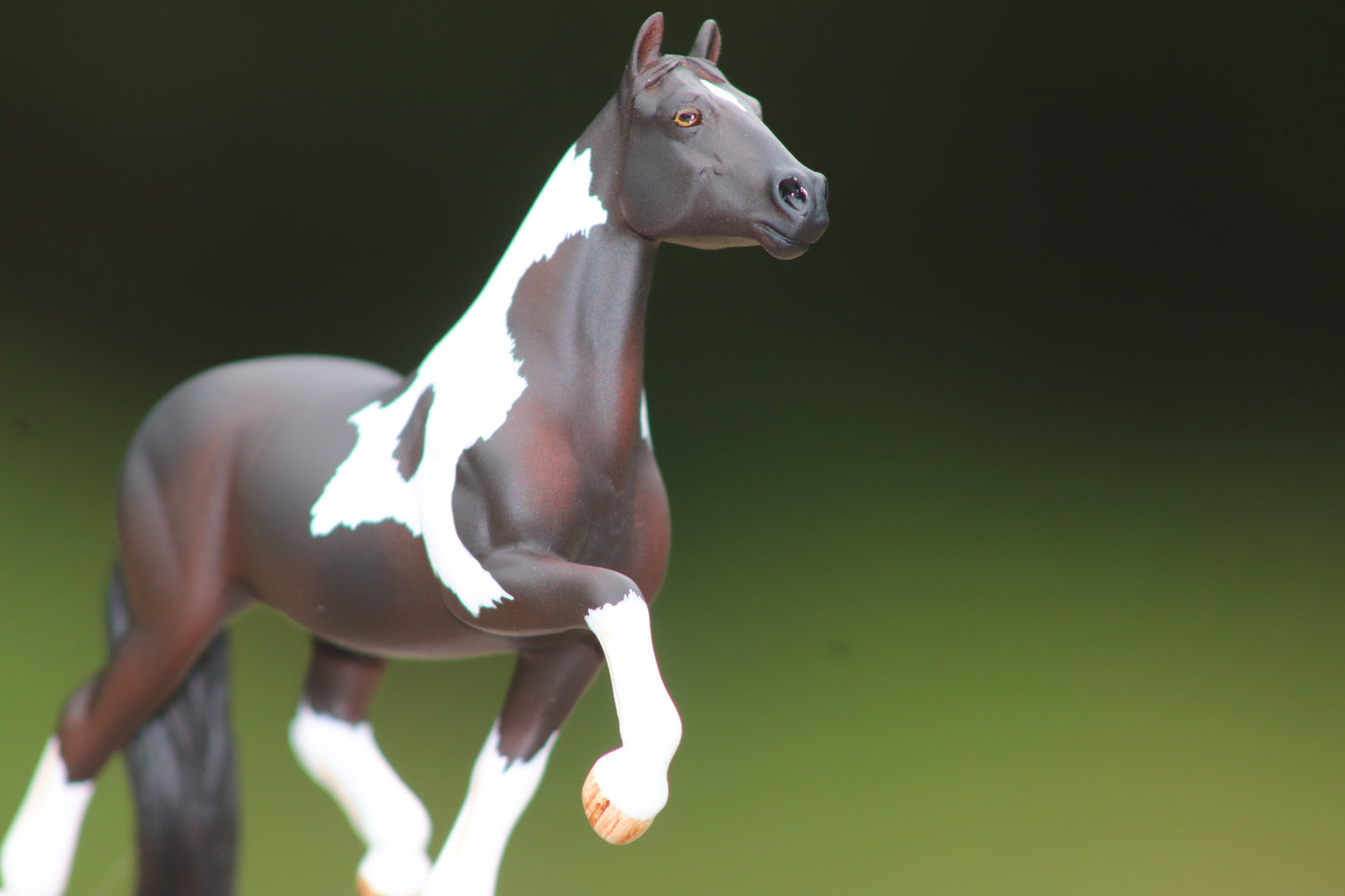 Custom Stablemate Cob