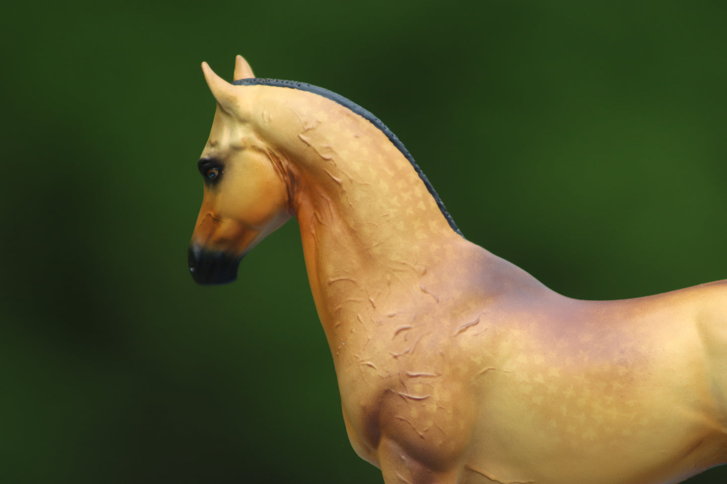 Custom Breyer Classic Akhal- Teke